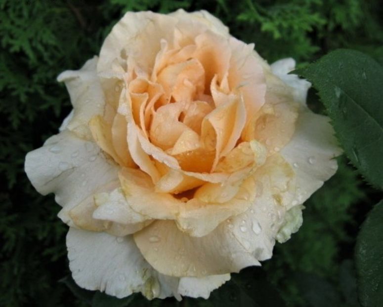 trandafir-casanova_7739717 (1) - CASANOVA