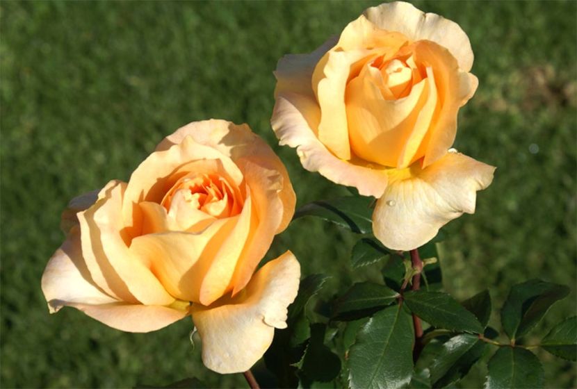 trandafiri-casanova - CASANOVA