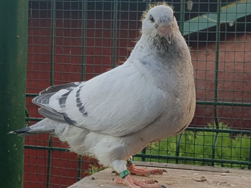 4440-19 - 0-VRdF-TINERET-2019