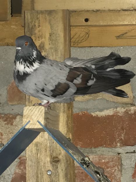 E0B69E69-51BE-479D-92D3-57DB0C400C42 - Panduri - nu ii mai dețin