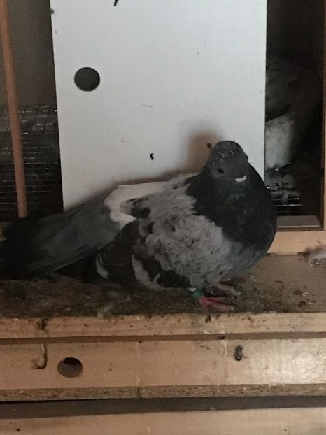 55040CA8-60D8-4E6A-91DE-931A6EAB4DC6 - Panduri - nu ii mai dețin