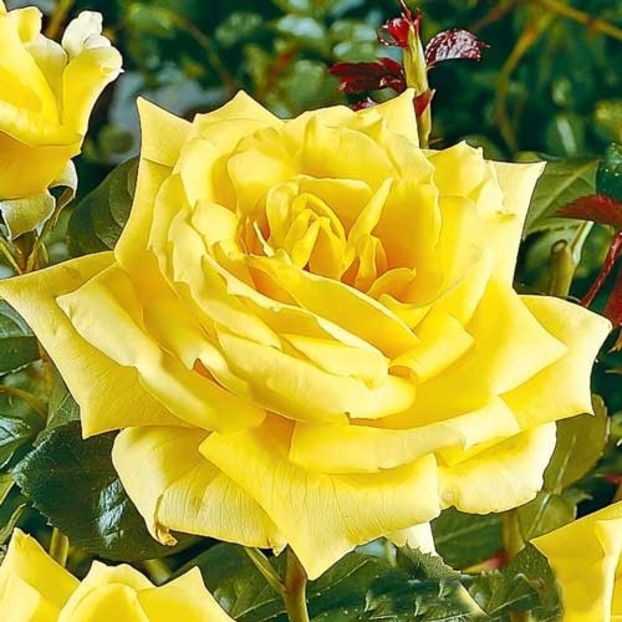 trandafir-teahibrid-landora - LANDORA