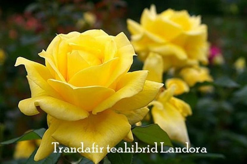 trandafir-teahibrid-landora_11740 - LANDORA