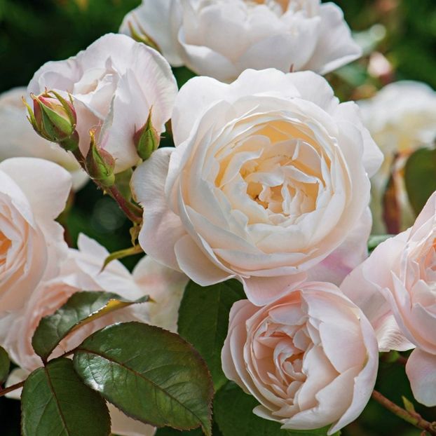 desdemona-cropped-sq - DESDEMONA