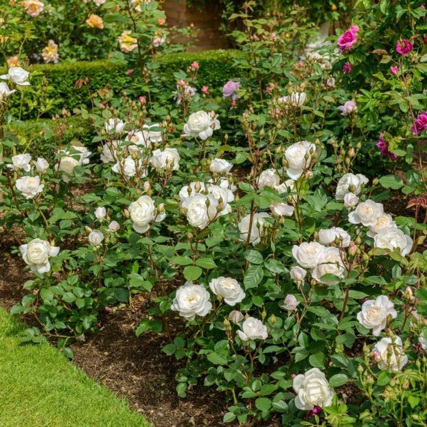 desdemona-galerie-gradina-bijoux - DESDEMONA