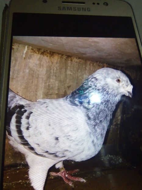  - Porumbei septembrie 2019