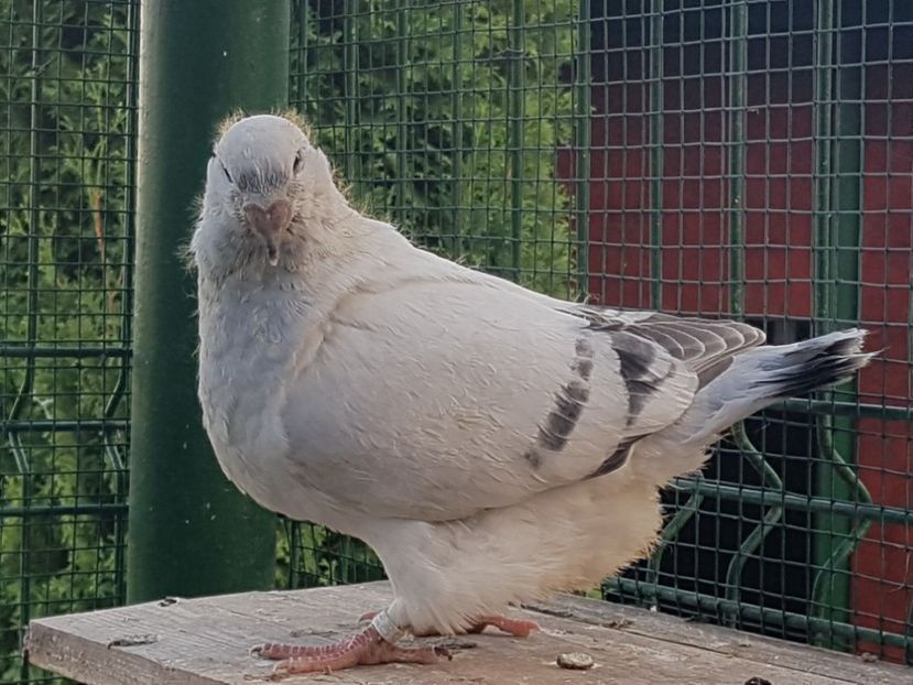 4449-19 - 0-VRdF-TINERET-2019