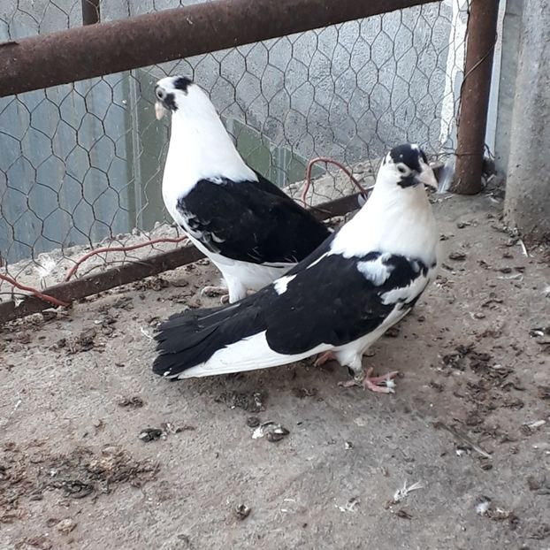  - Mascat de brăila 2019