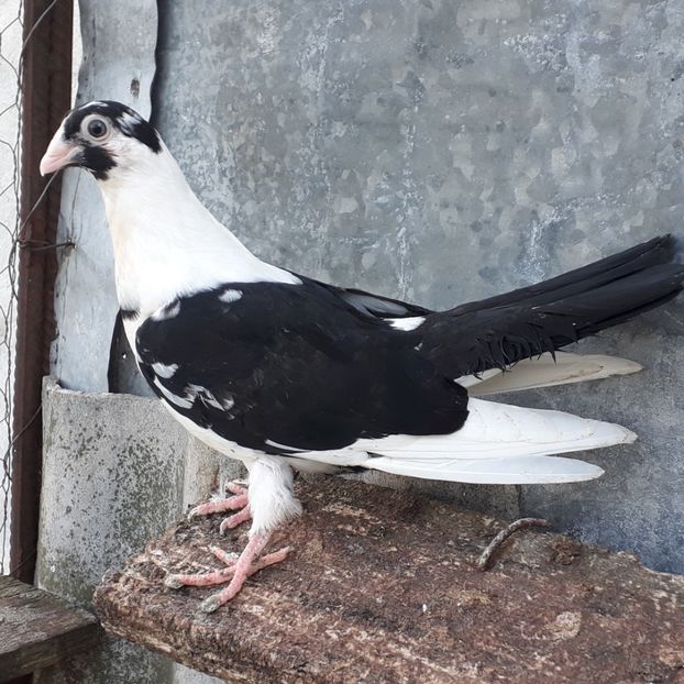  - Mascat de brăila 2019