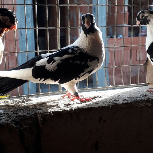  - Mascat de brăila 2019