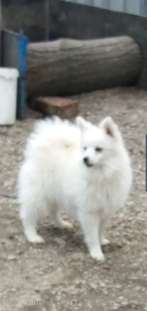  - C-Pomeranian