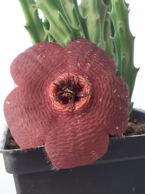  - Stapelia