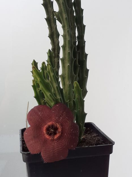  - Stapelia