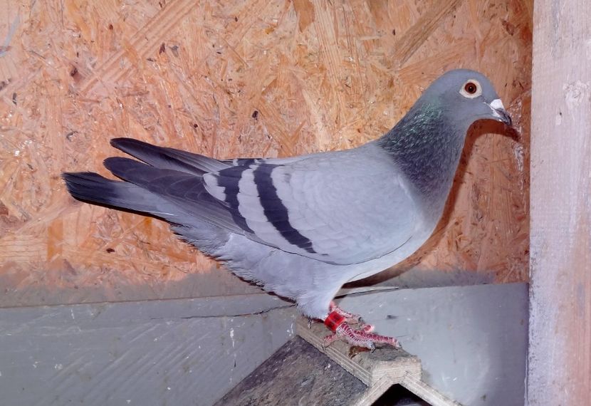 Fiica Bestia 61 - Moise Dinu - Pui-Frati cu top national