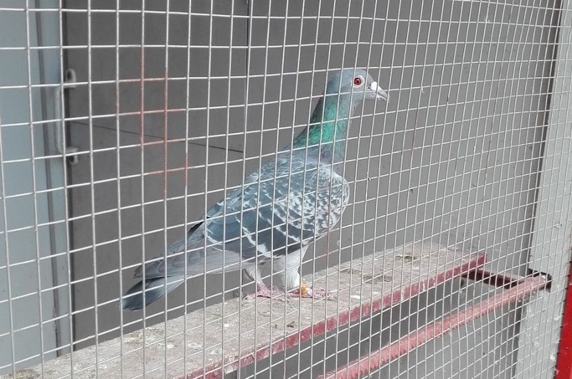 Fiu 002 - Cobzaru Daniel - Pui-Frati cu top national