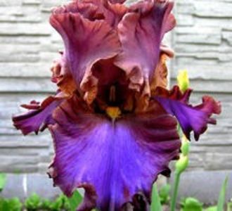 achiz.Charivna%20Nich.d4799aeea1a53a1421d480c0d3845d79[1] - IRISI-dorinte-2020