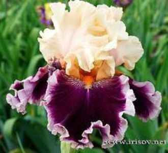 achz.-Dazzle_1s.d587b61faaba3d3547893a80ed808565[1] - IRISI-dorinte-2020