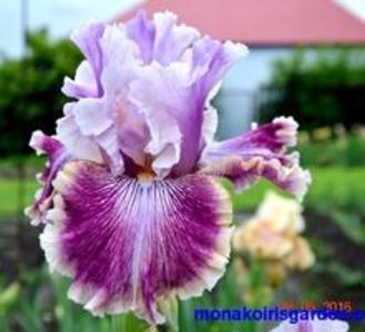 achz.-Die_Laughing_1.d587b61faaba3d3547893a80ed808565[1] - IRISI-dorinte-2020