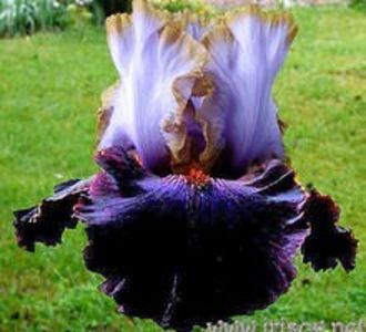 Edge_of_the_World_1.6e58ef09b9313e0fad45bf03a6ef707e[1] - IRISI-dorinte-2020