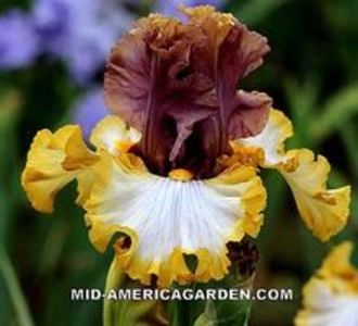 Mood_Ring_1.c9bdec9825786c8e6aa9263ca4a59f00[1] - IRISI-dorinte-2020