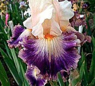 achz.-Pop_Idol_1A.d97cbe51abb80f6b1ff22f3db26e568a[1] - IRISI-dorinte-2020