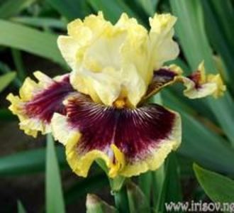 achz.-Rogue_Trader_7.8ee0a800aac884fa5f410806e64386c9[1] - IRISI-dorinte-2020