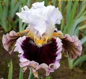 Acizt.-When_Doves_Cry_1.a266aa93a47d1e056409b9a69e3dd995[1] - IRISI-dorinte-2020