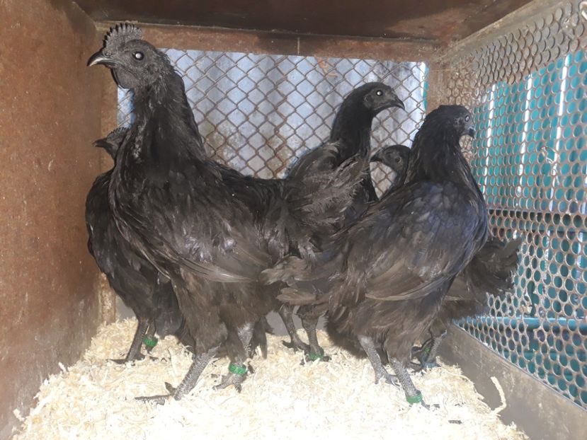 Ayam cemani pui 2019 - Gaini Ayam Cemani