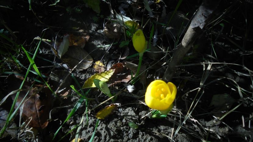 Sternbergia-lutea (crocus) - Stelute