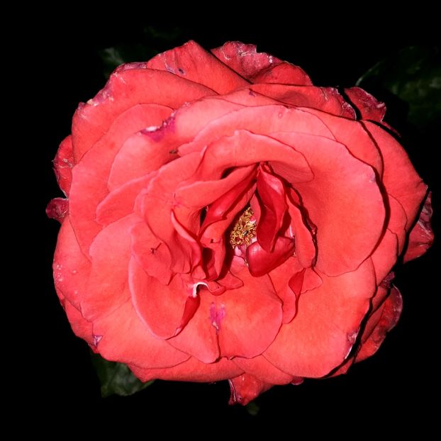  - TRANDAFIRI_2019_2020_2024