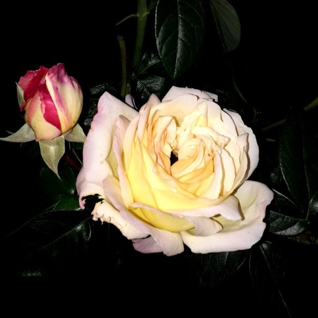  - TRANDAFIRI_2019_2020_2024