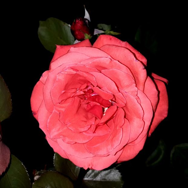  - TRANDAFIRI_2019_2020_2024