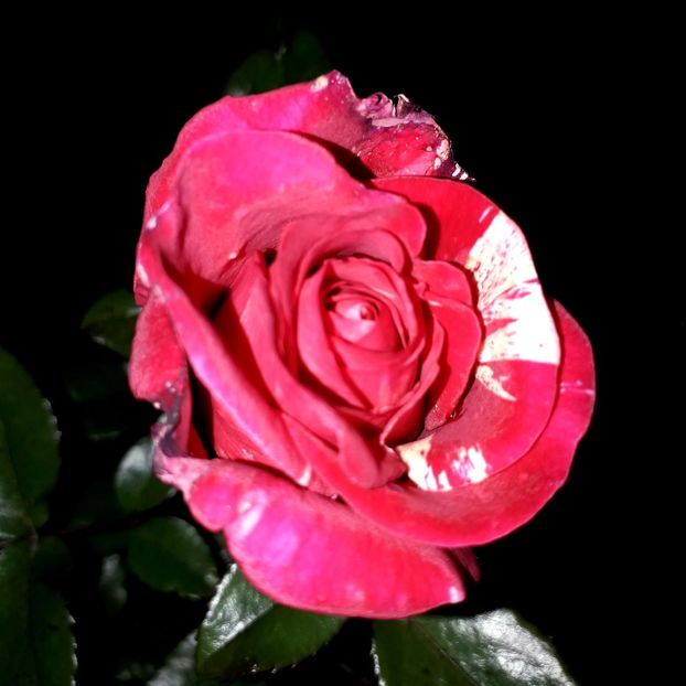  - TRANDAFIRI_2019_2020_2024