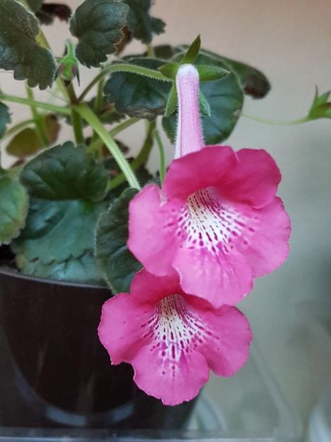 thumbnail - 2019-09-11T214550.510 - MINISINNINGIA 2019