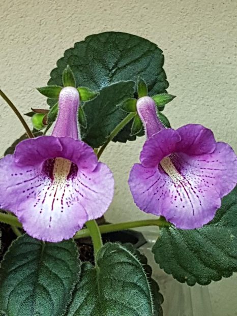 thumbnail - 2019-10-10T175808.439 - MINISINNINGIA 2019