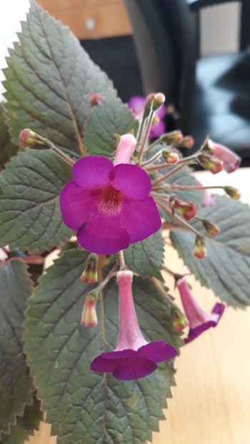  - R19 - Minnesota Rouser xA