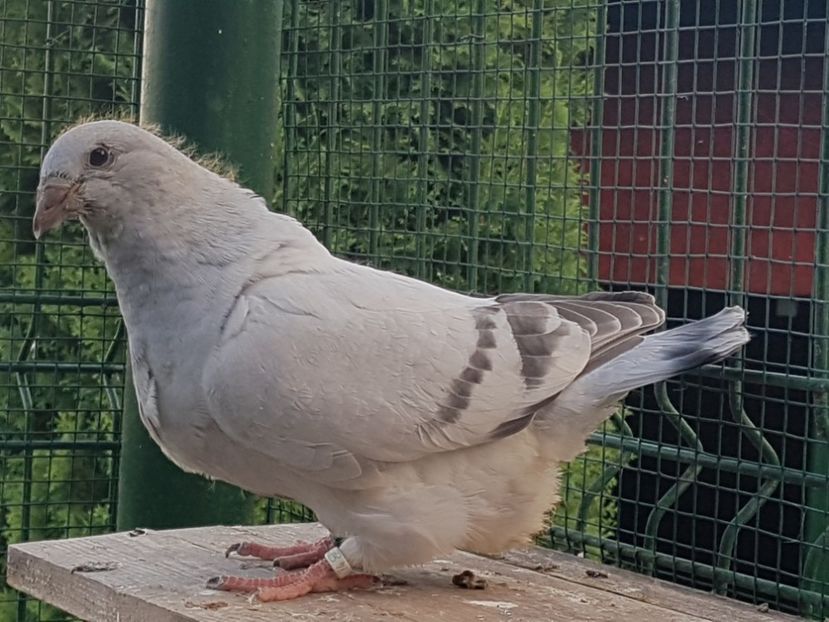 4450-19 - 0-VRdF-TINERET-2019