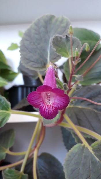  - 2019 - EUCODONIA si xSMITHICODONIA