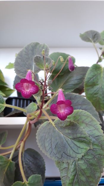  - 2019 - EUCODONIA si xSMITHICODONIA