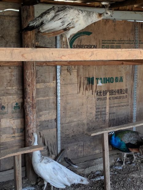  - P--Pauni Umar Negru