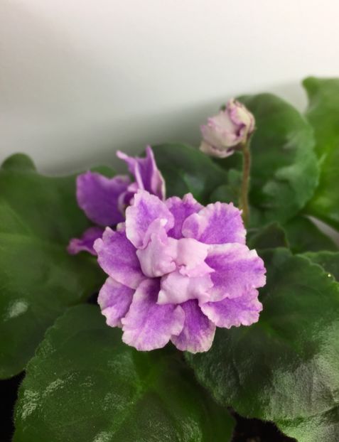  - LE-Fuksijevoje Kruzevo