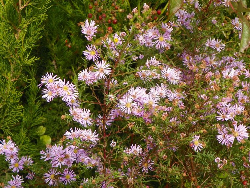 aster ericoides Esther - Dobarland 2019 4