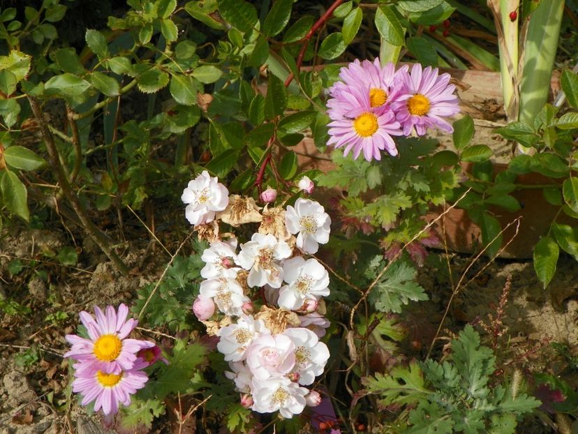 chrysanthemum Clara Curtis si Perennial Blush - Dobarland 2019 4