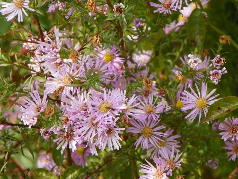 aster ericoides Esther - Dobarland 2019 4