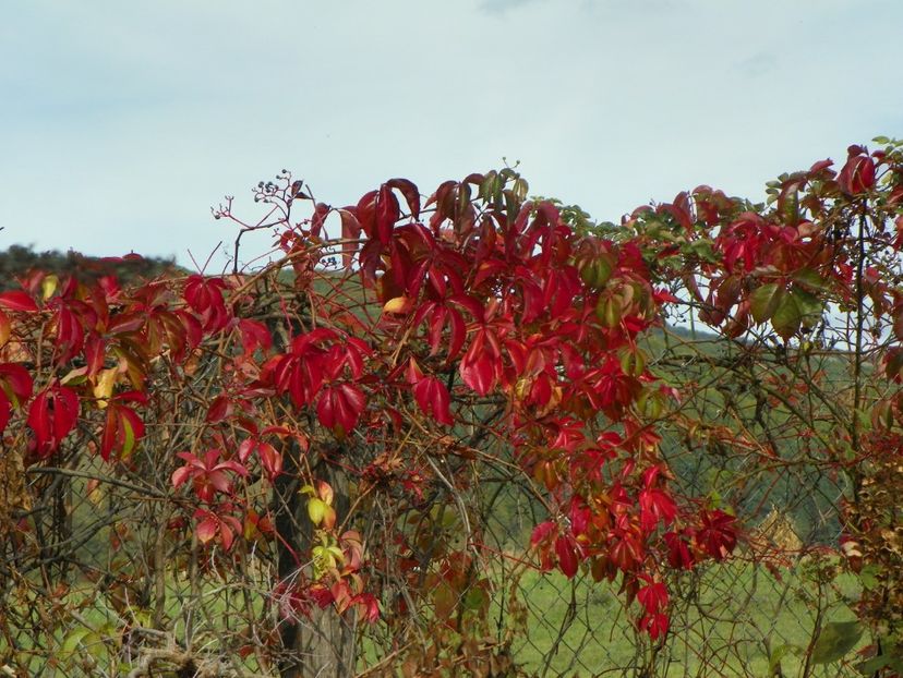 parthenocissus quinquefolia - Dobarland 2019 4