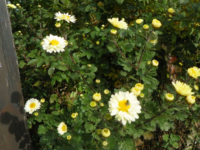 chrysanthemum Poesie - Dobarland 2019 4