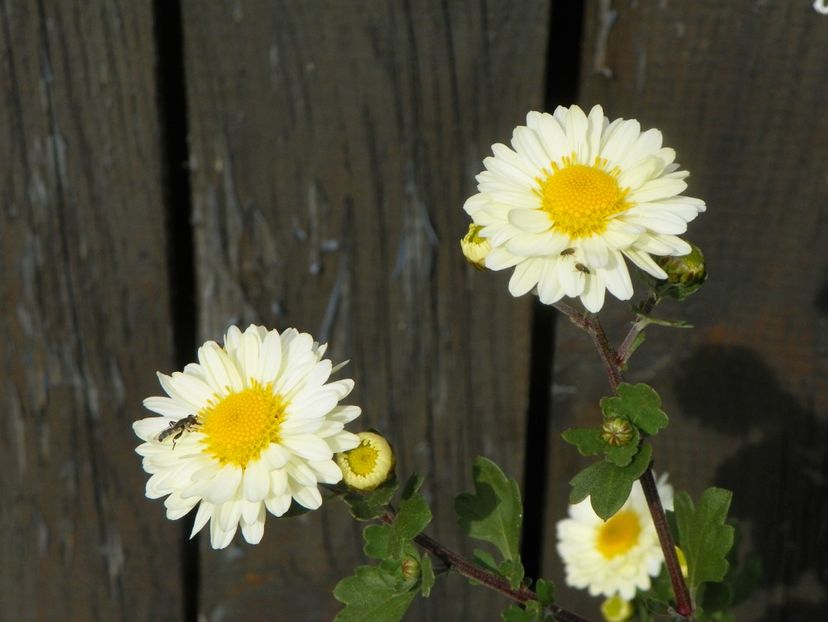 chrysanthemum Poesie - Dobarland 2019 4