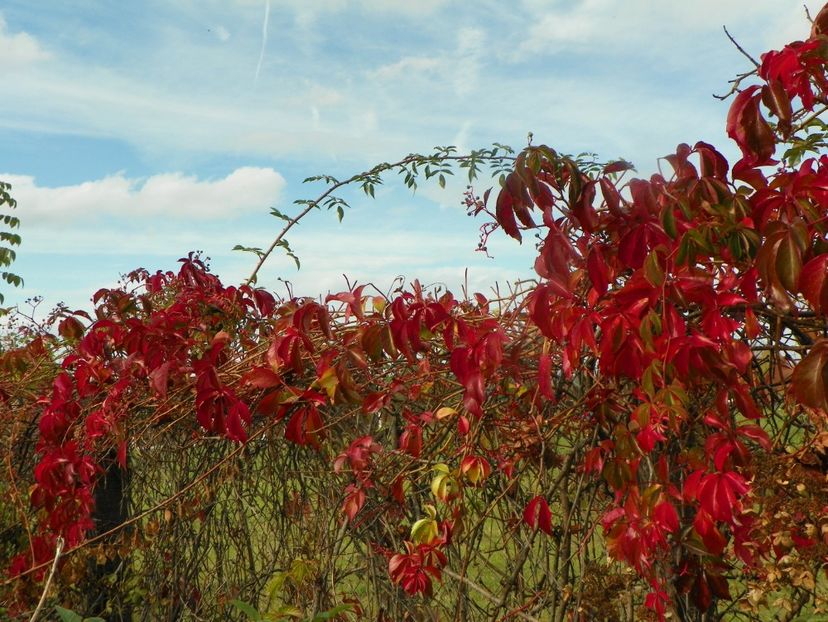 parthenocissus quinquefolia - Dobarland 2019 4