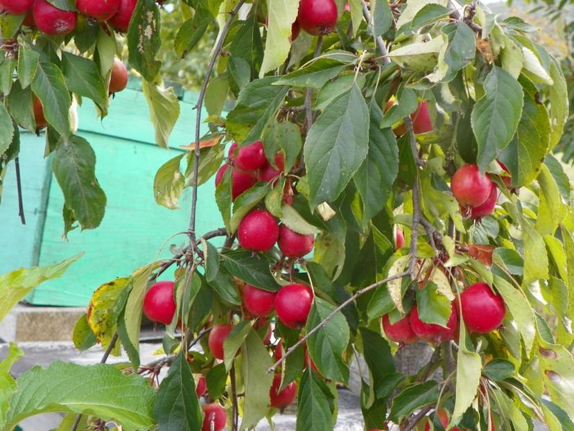 malus Cheal's Weeping - Dobarland 2019 4