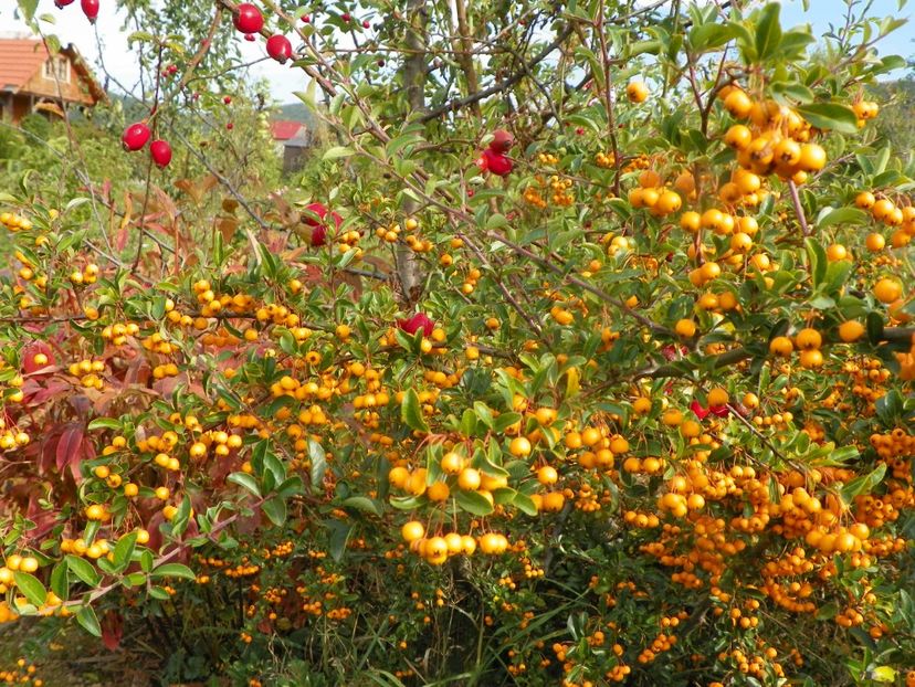 pyracantha Soleil d'Or - Dobarland 2019 4